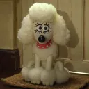 Poodle's Palace