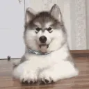 Fluffy Pups 2.0
