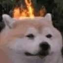 善羽之家