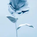 The Blue Flowers