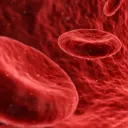 Blood_Vessel