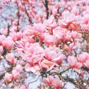 The endless blossom