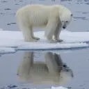 The Polar Bear