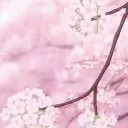 🌸 Sakura Empire