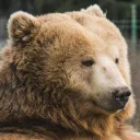 The Bear Cave