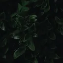 Lavaerun