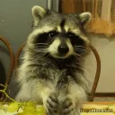 Raccoon's Server's icon