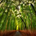Bamboo Wildwood