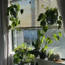 wee's plant corner