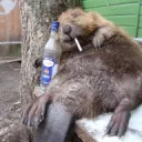 Крутые Бобры