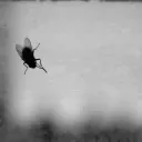 The Bone Pile