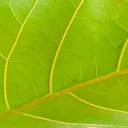 HouseplantsAU