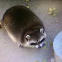 knockout stinkcord