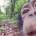 Monke Land 🐒