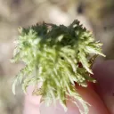 Real Men Server's icon