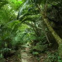 Das Jungle