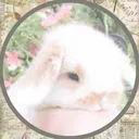₍⑅ᐢ..ᐢ₎ Bunny burrow