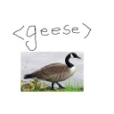 geese