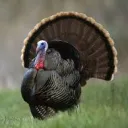 The Turkey Nation's icon