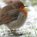 The Chunky Birds Server Icon
