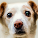 Community Server Icon