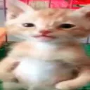 MEME COLLECTION