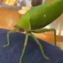 💚💚💚 green buge 💚💚💚