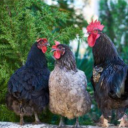 The Coop Discord server icon