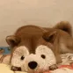 SHIBA