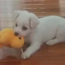 Nom Nom