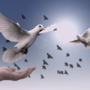 Friends-Community Server Icon