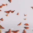 Ana’s Butterflies
