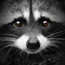 Raccoon's World