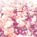 Danganronpa: Fleurs de Mal