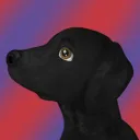 Fuksonowo 🐾