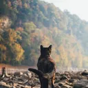 Warrior Cats: Dynasty of Three