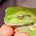 frogs only ;)