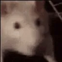 The Sewer