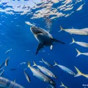 ocean Life community's icon