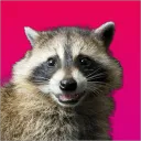 Camo's Raccoons