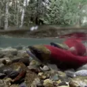 The Legendary Country of Salmon Vipernia