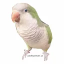 MangoHQ