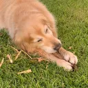 Ditch The Dog