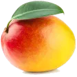 Mango Tournament