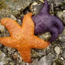 University of Washington Marine Biology