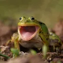 🐸Frog Nation🐸
