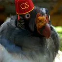 Guilded Stream server