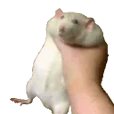 DAT RATTENVOLK