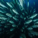 herring zone