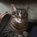TheEpicDragonCat's server